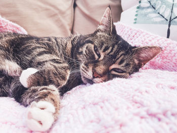 Close-up of cat sleeping on bed