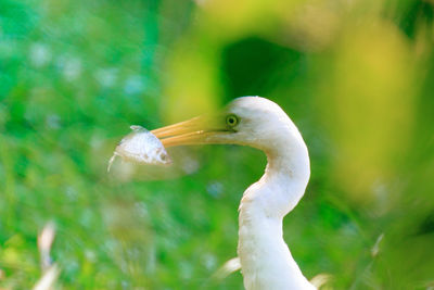 Close-up of bird against blurred background