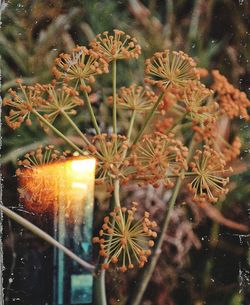 Close-up of illuminated cactus plant