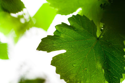 Close-up of leaves against blurred background