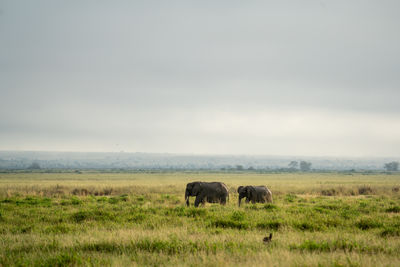 Elephants on field against sky