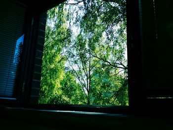 Trees seen through window