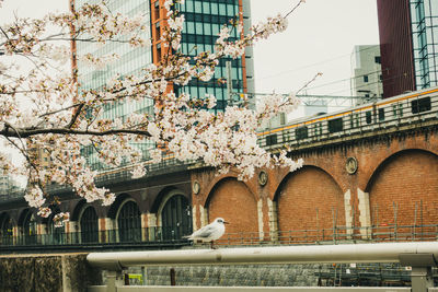 Seagull perching on bridge against buildings