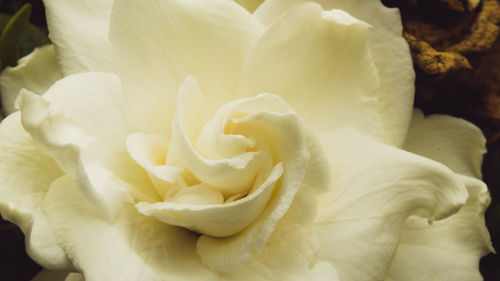 Close-up of rose blooming outdoors