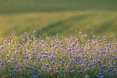 Blue cornflowers or bachelor's buttons along rye fields  with green and golden evening background.