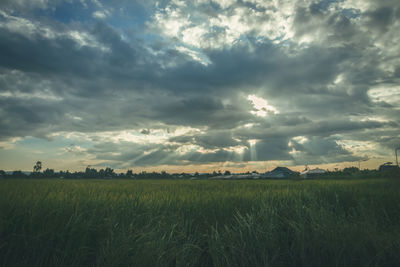 Scenic view of agricultural field against sky