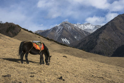 Horse standing on a mountain