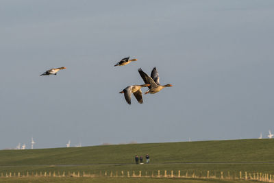 Birds flying over field against sky