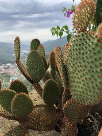 Close-up of prickly pear cactus