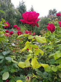 Close-up of red flowering plants