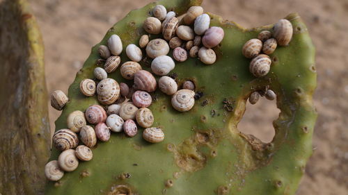 Madeira land snails clustered together on cactus plants to avoid sun heat textured nature background