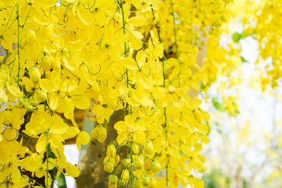 Close-up of yellow flowering plant