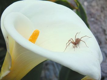 Close-up of plant