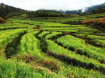 Scenic view of rural landscape