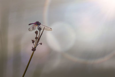 Close-up of wilted plant