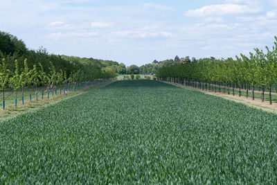 Scenic view of field against sky