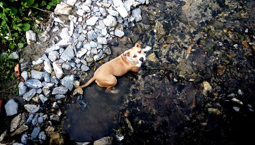 High angle view of a dog on rock