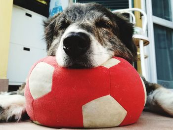 Close-up portrait of dog relaxing at home