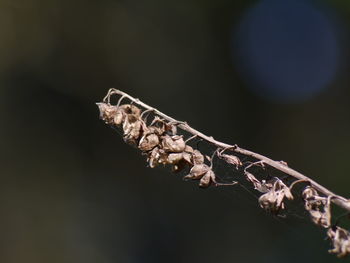 Close-up of dry leaves on branch against blurred background