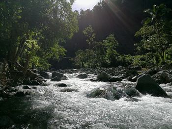 Close-up of splashing water against trees