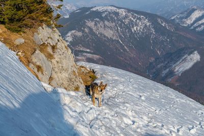 View of a wolf on snowcapped mountain