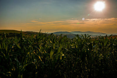 Scenic view of field against sky at sunset