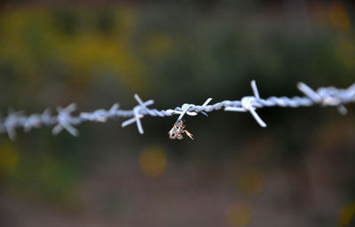 Close-up of barbed wire on fence