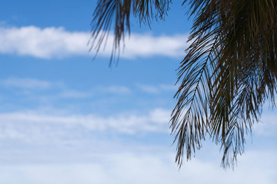 Low angle view of palm tree against sky