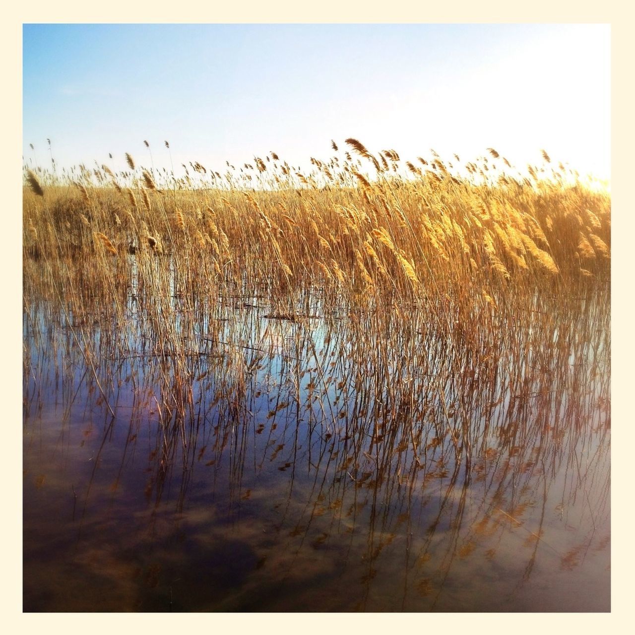 transfer print, auto post production filter, tranquility, tranquil scene, nature, growth, beauty in nature, clear sky, scenics, plant, grass, water, sky, field, landscape, outdoors, lake, day, no people, idyllic