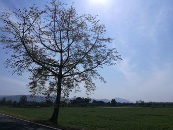 Tree on field against sky