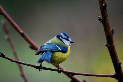 Close-up of bird perching on branch