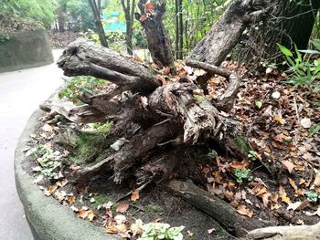 Close-up of tree stump in forest