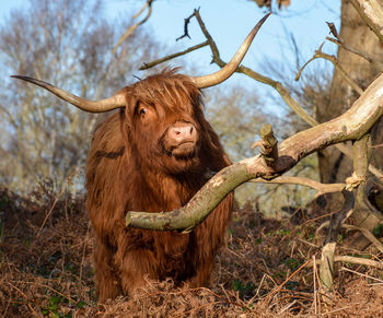 Highland cattle