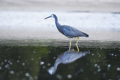 High angle view of gray heron perching on lake