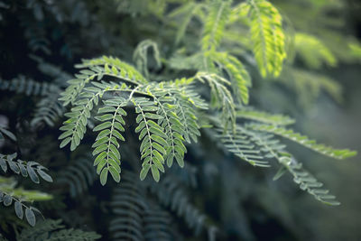 Abstract green tropical leaf texture, nature dark tone background, tropical leaf