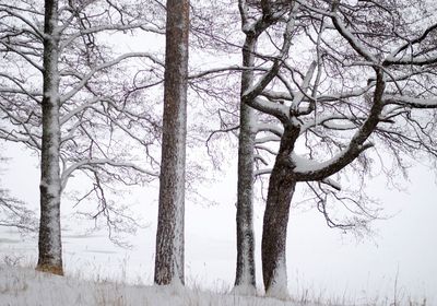 Bare trees on snow covered land