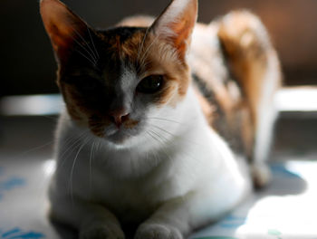 Close-up portrait of cat at home