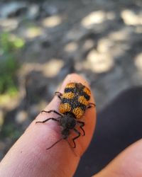 Close-up of hand feeding