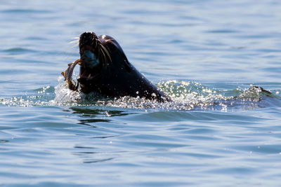 Close-up of turtle swimming in sea