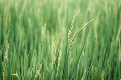 Close-up of stalks in field