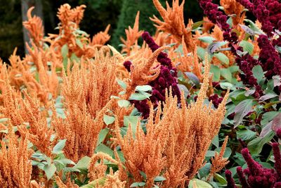 Close-up of flowers on plant