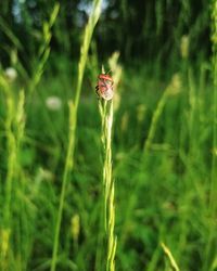Close-up of flower growing on land