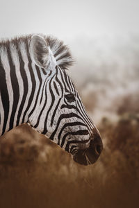 Close-up of zebra