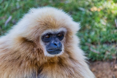 White-handed gibbon 2