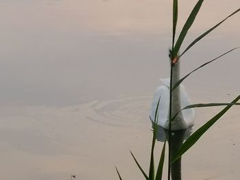 Close-up of plants against sky