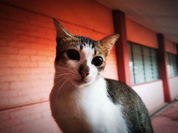 Close-up portrait of a cat at home