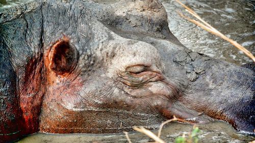 Close-up of hippopotamus in lake