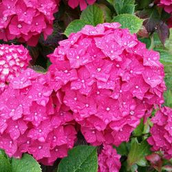 Close-up of pink flower