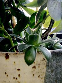 Close-up of green plant