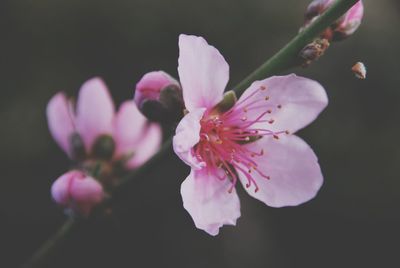 Close-up of pink cherry blossom